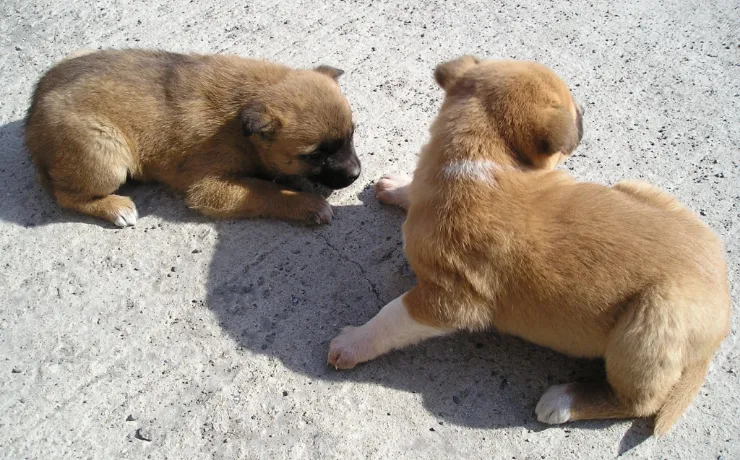 子犬たちの写真